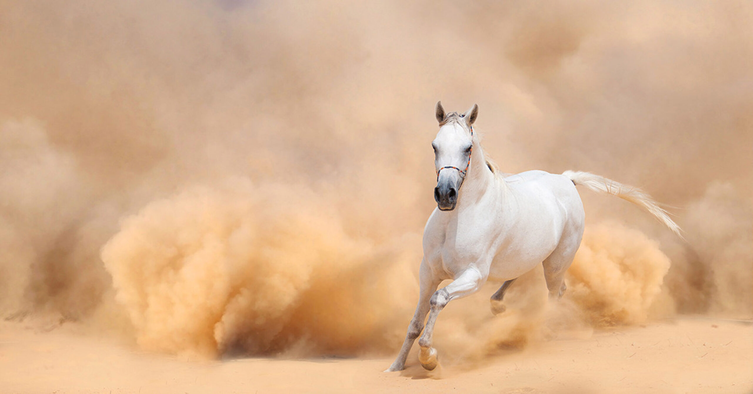 arabian-horse-running-in-sand