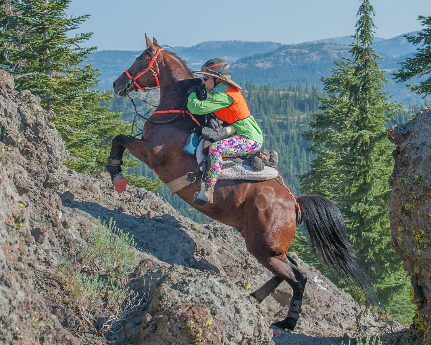 Endurance distance Riding