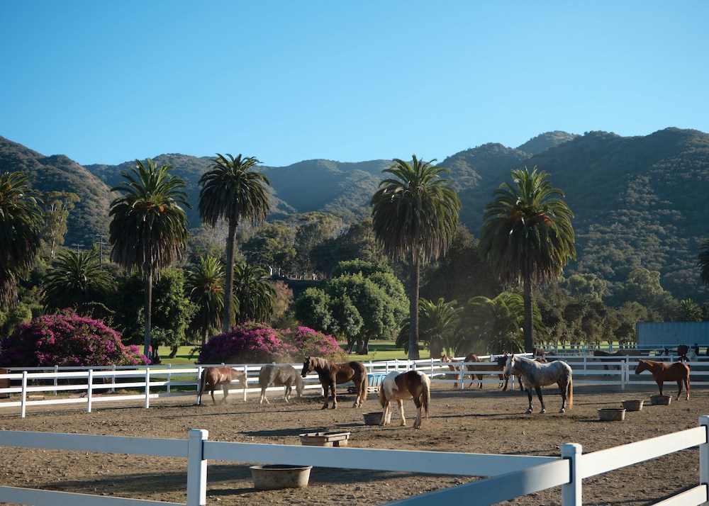 Arabians-NorthernCali